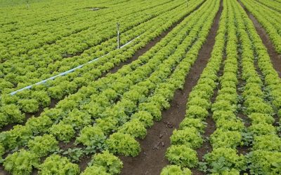 The Native Plant Horticulture Foundation