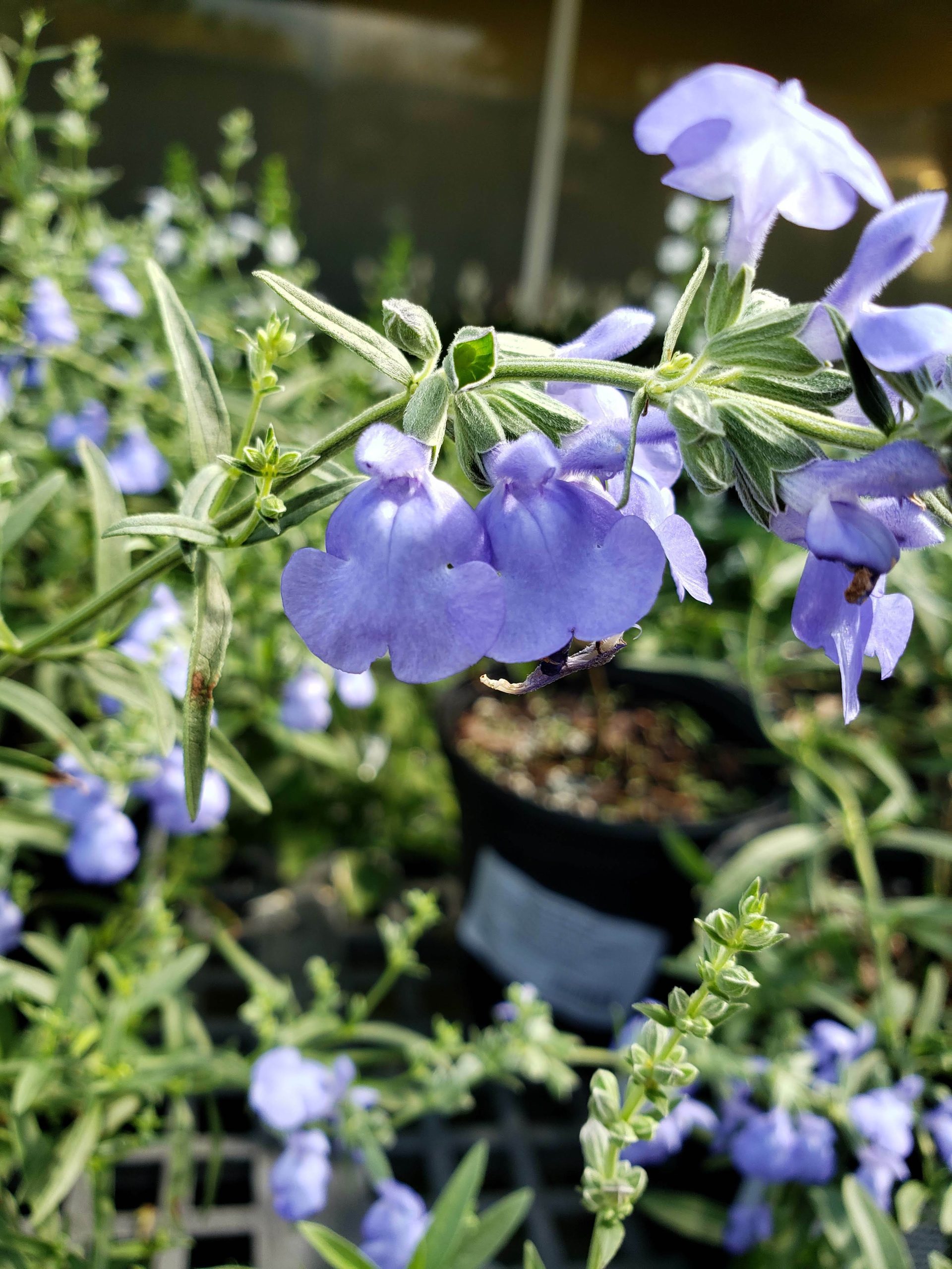 Azure Sage (S. azuria)