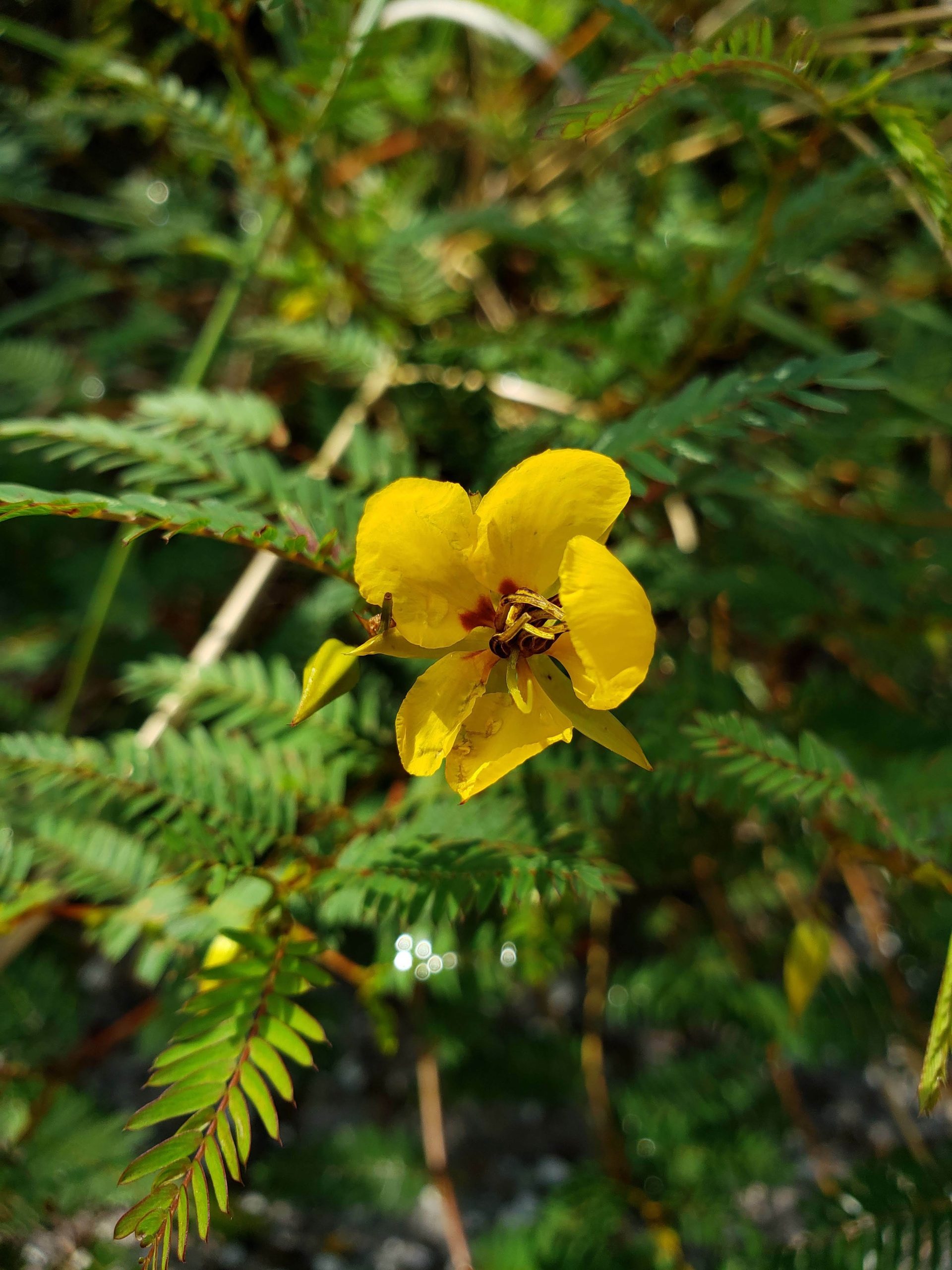 Partridge Pea