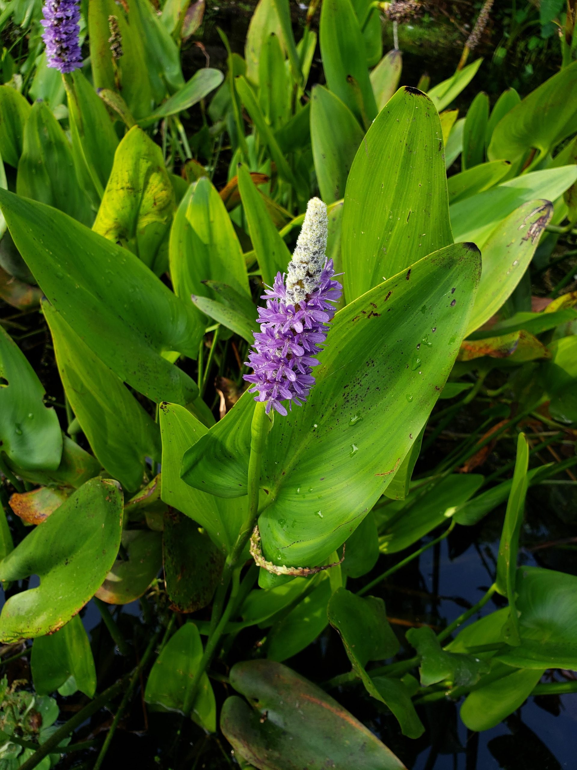Pickerelweed