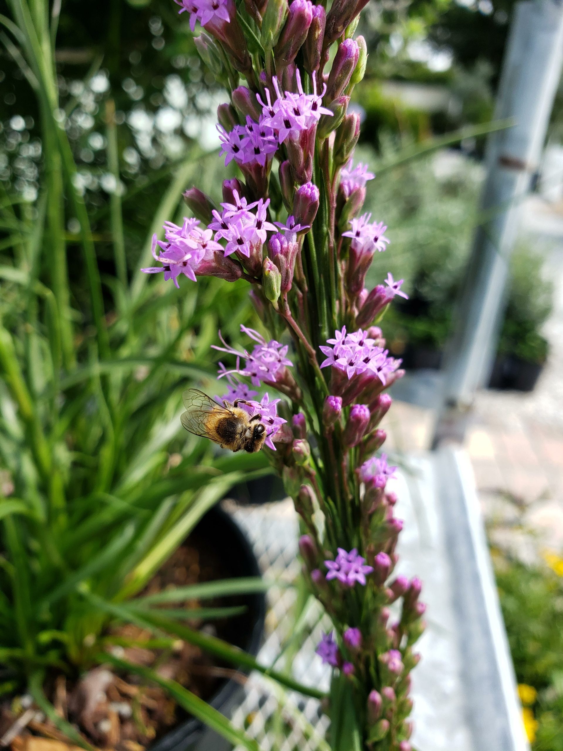 Blazing Star (Liatris spp)