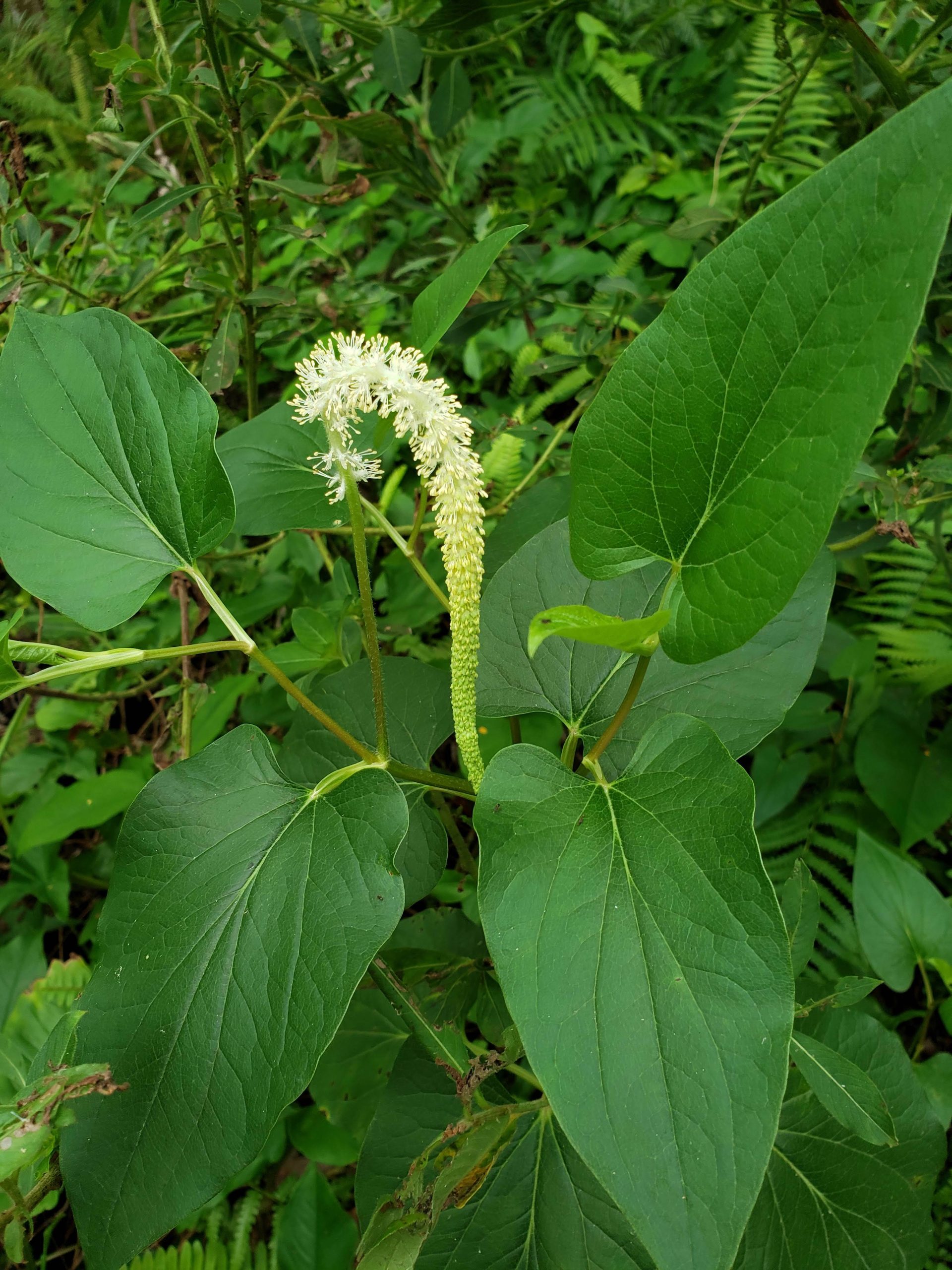 Lizard's Tail