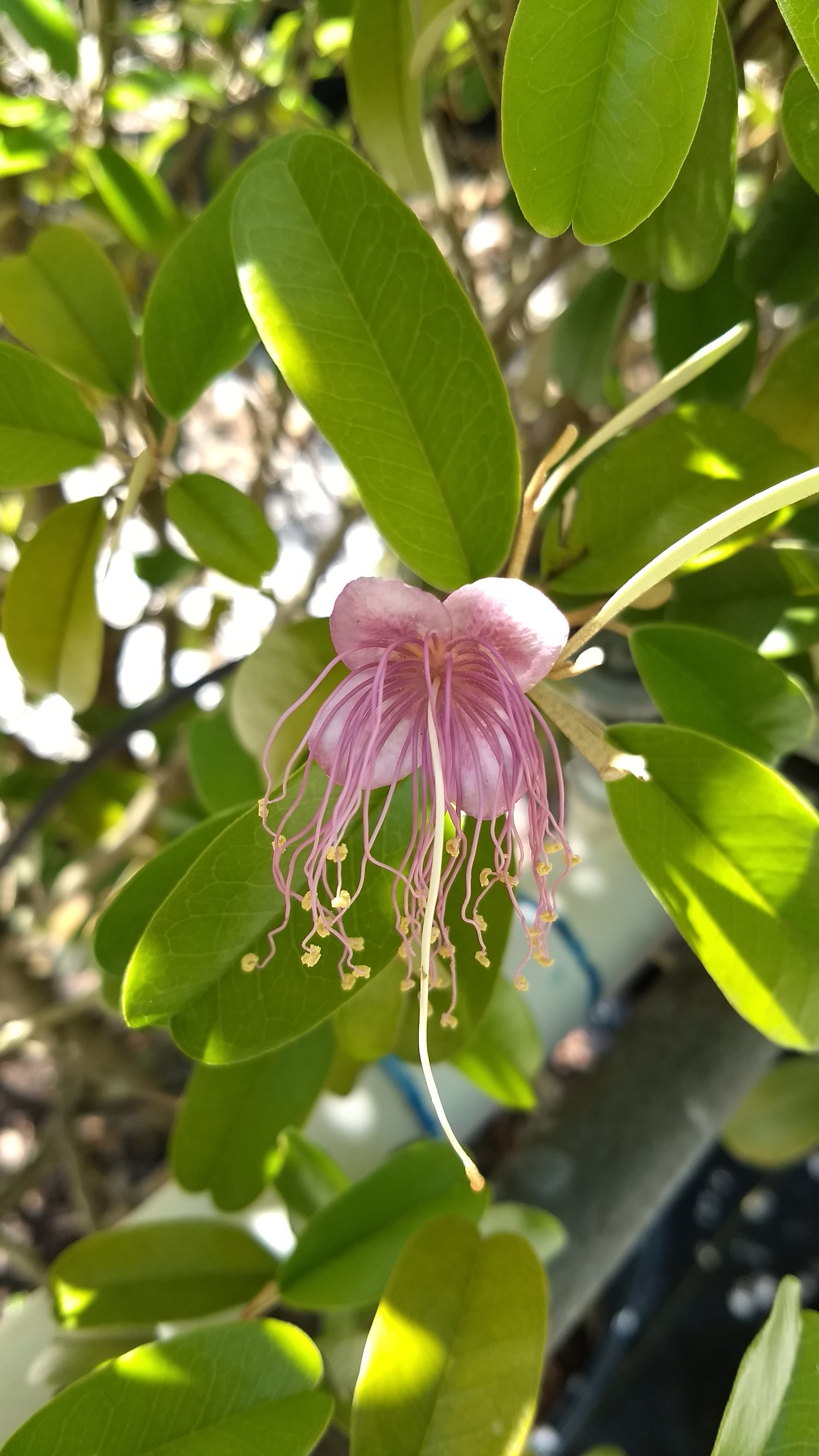 Jamaican Caper