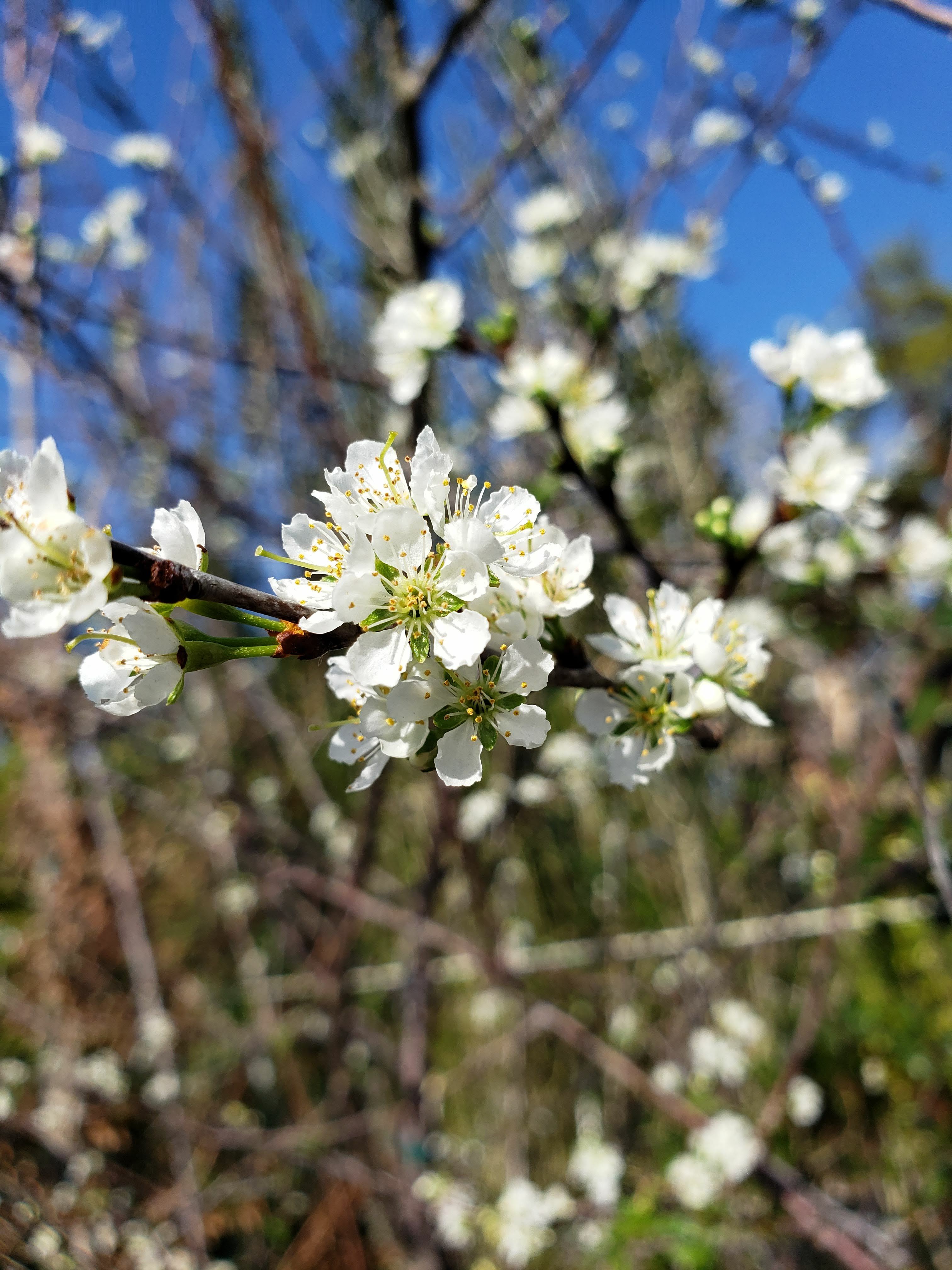 Flatwoods Plum
