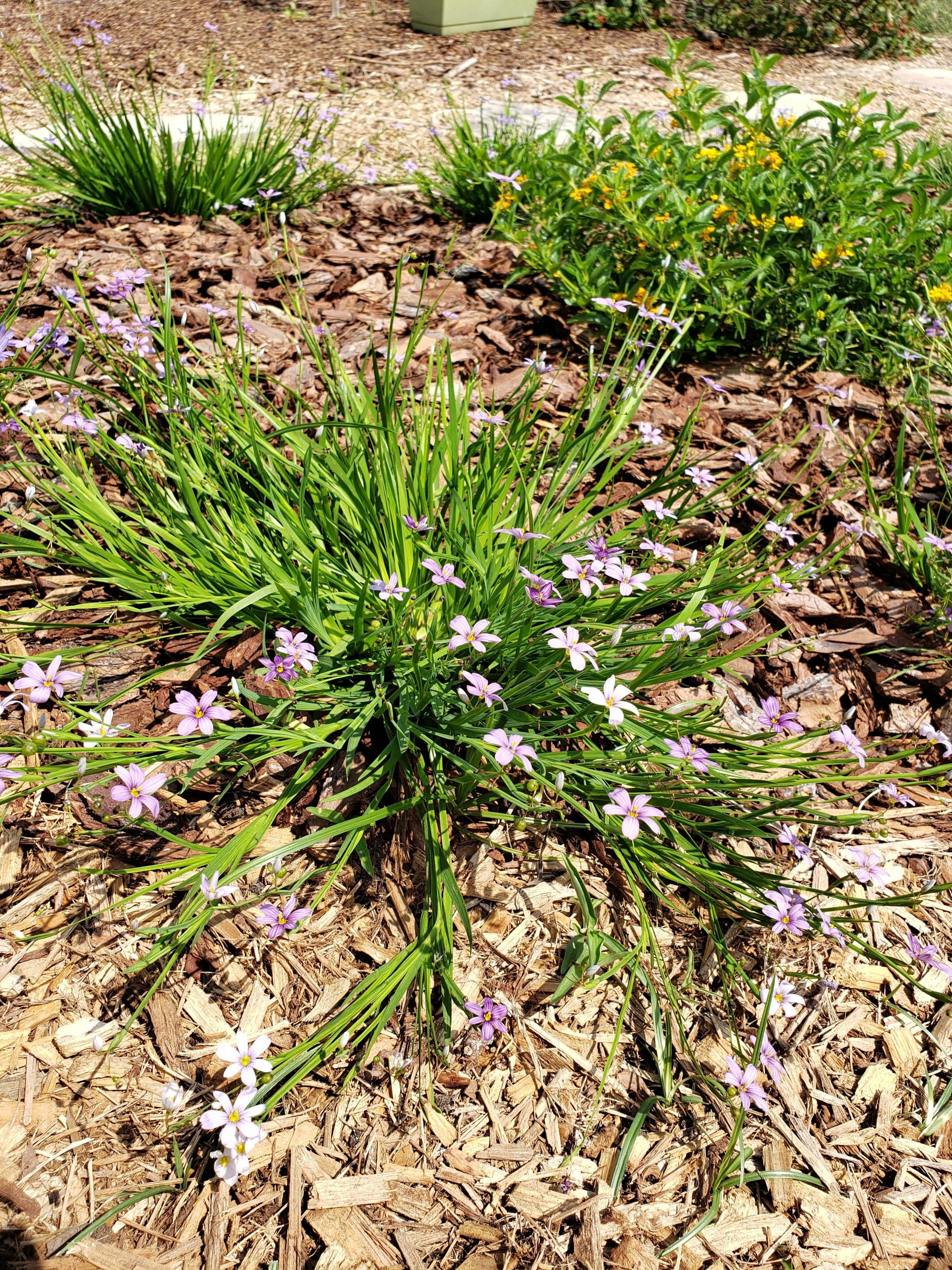 Blue Eyed Grass (Blue-eyed)