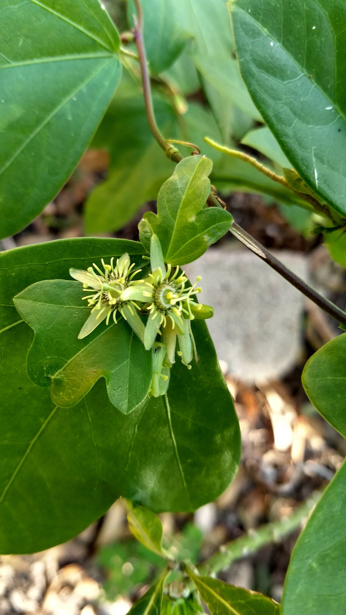Corkystem Passionvine (P. suberosa)