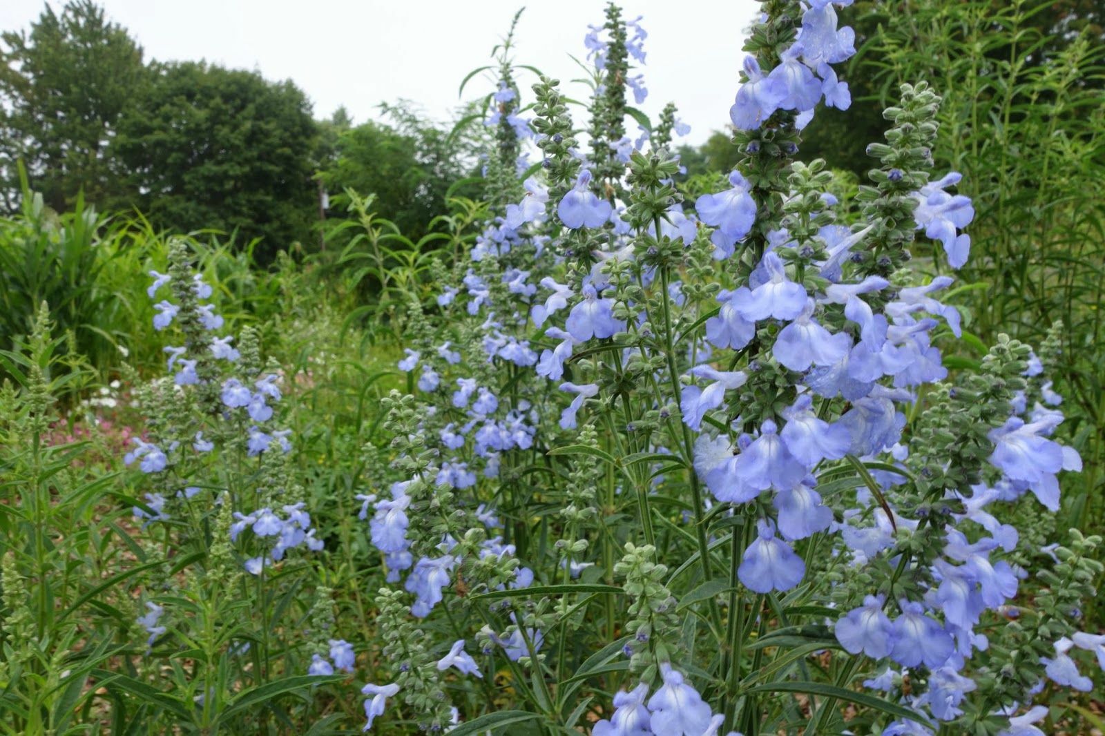 Azure Sage (S. azuria)