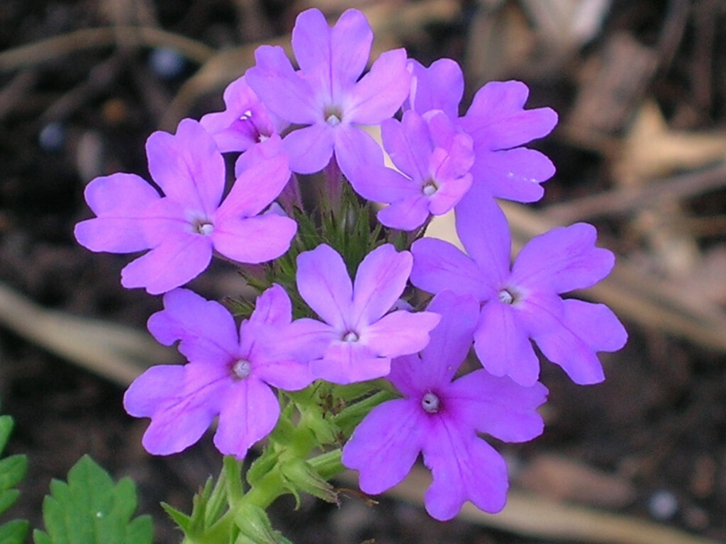 Beach Verbena