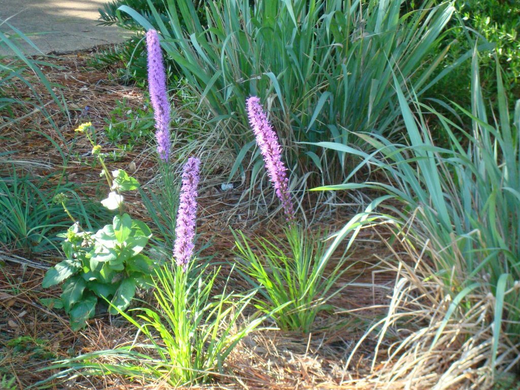 Blazing Star (Liatris spp)