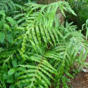 Cabbage Palm Fern (Polypody)