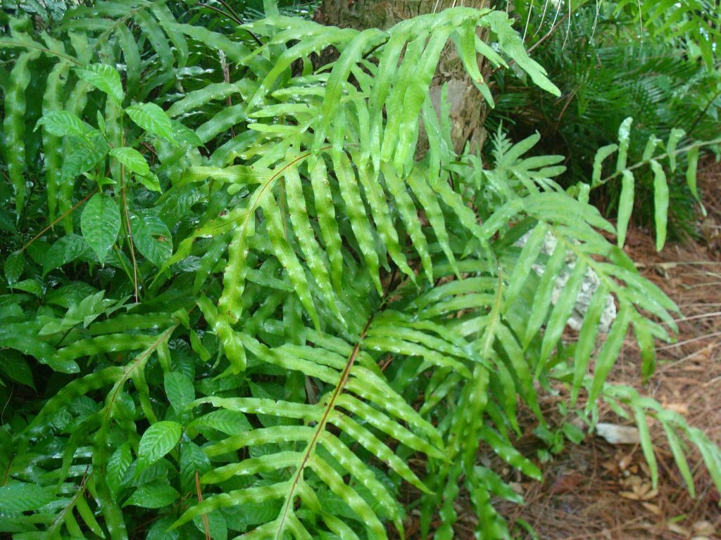 Cabbage Palm Fern (Polypody)