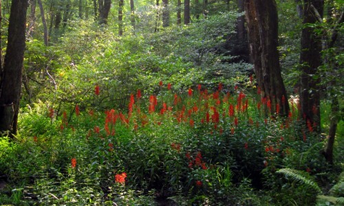 Cardinal Flower