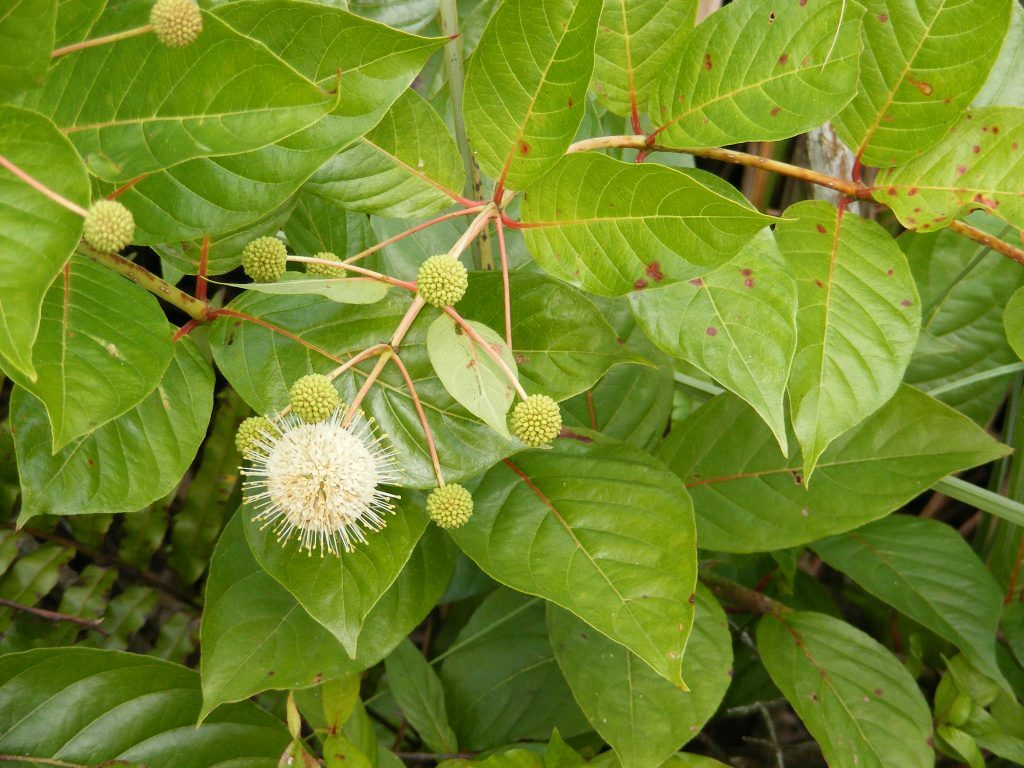 Buttonbush