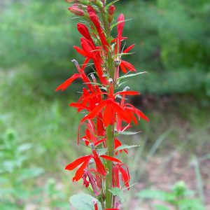 Cardinal Flower