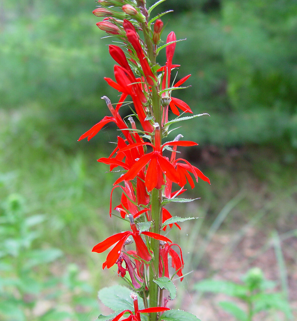 Cardinal Flower