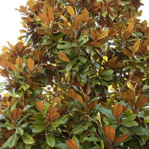 Bracken's Brown Beauty' Southern Magnolia