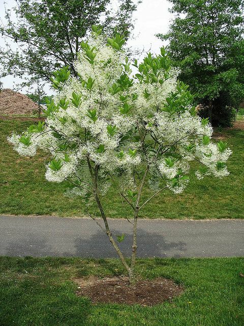 Fringe Tree