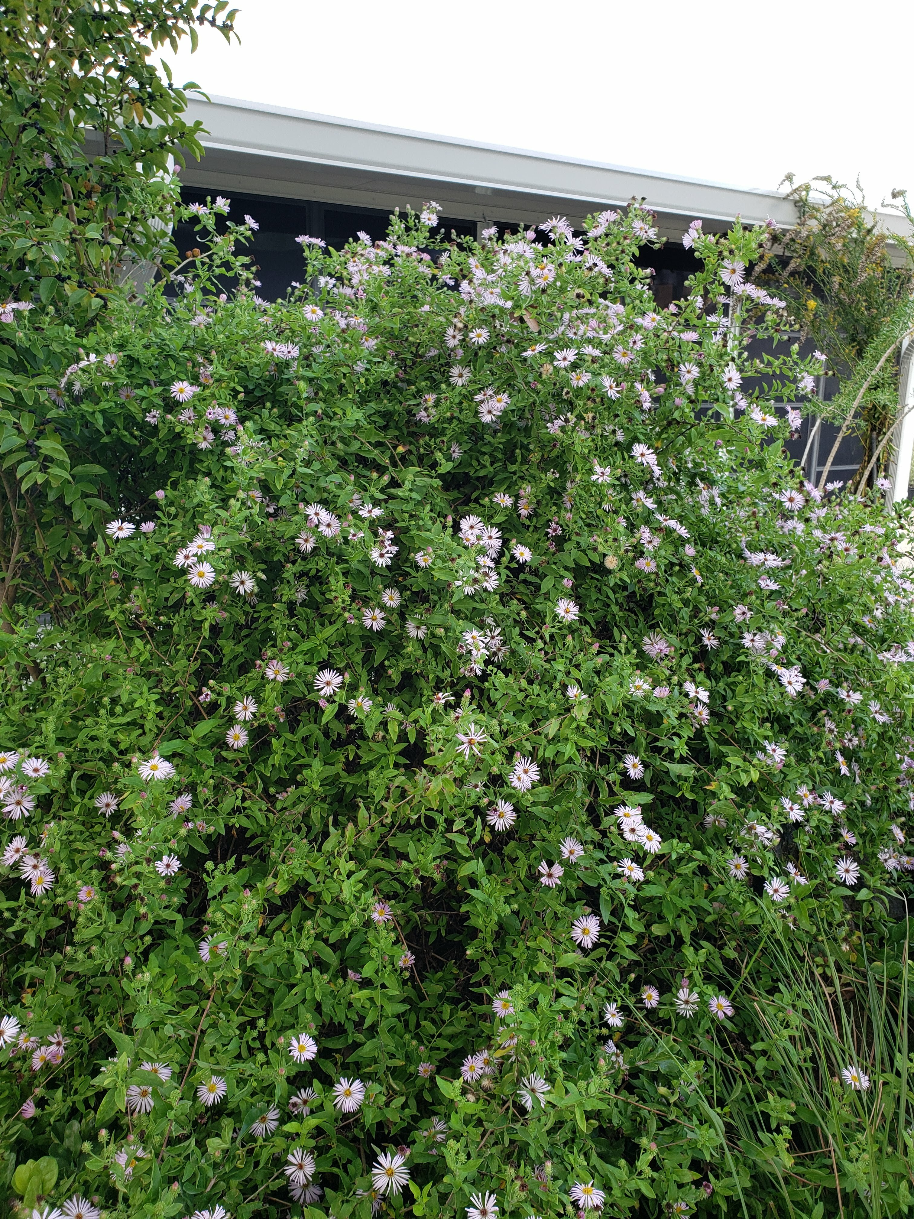 Climbing Aster
