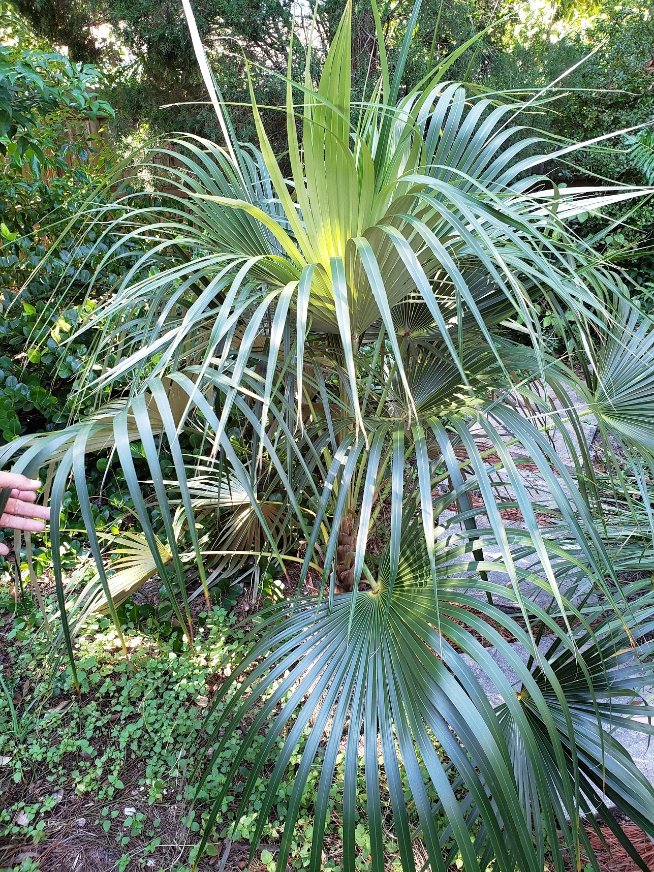 Florida Silver Palm