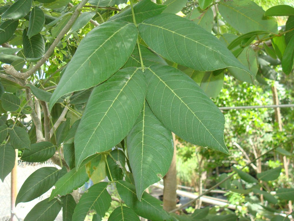Jamaican Dogwood