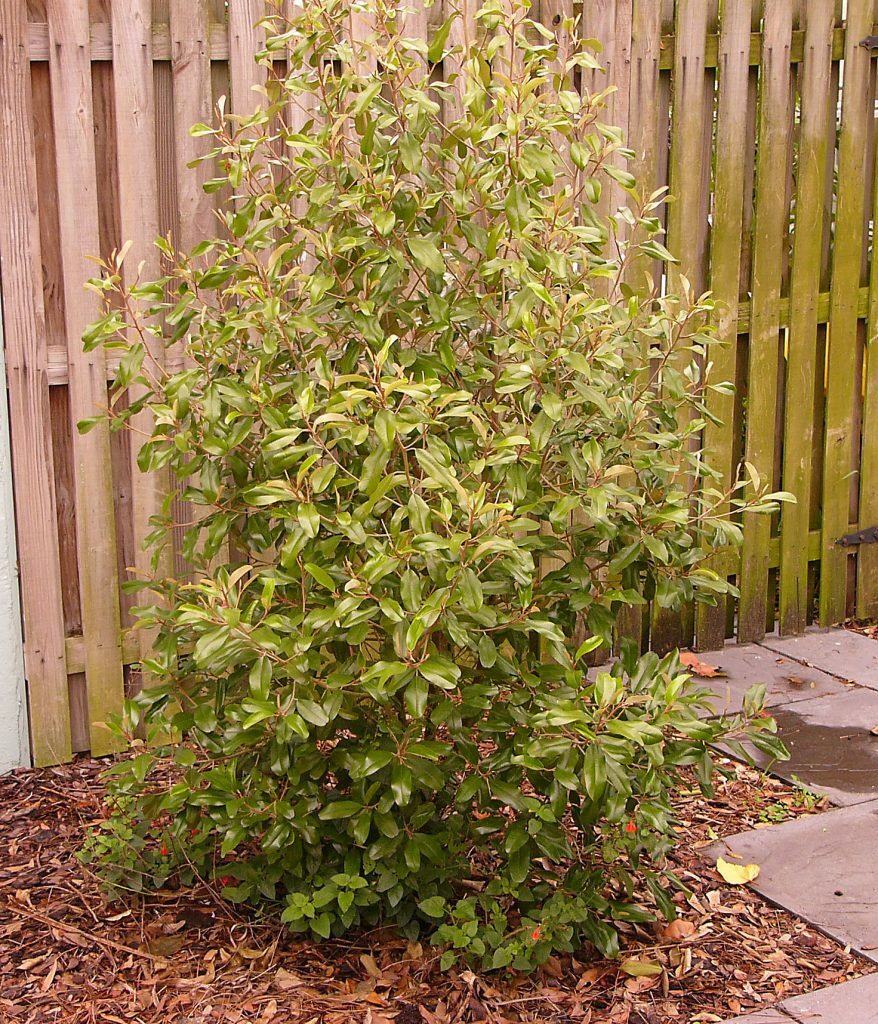 Jamaican Caper