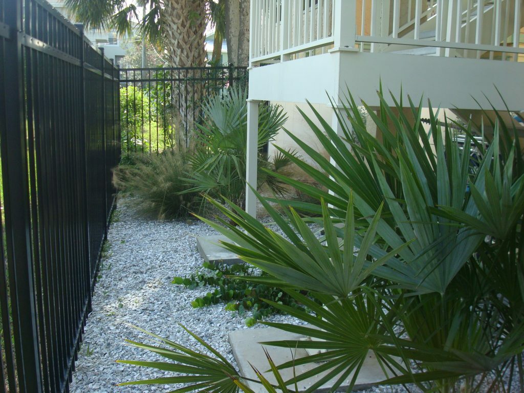 Key Thatch Palm