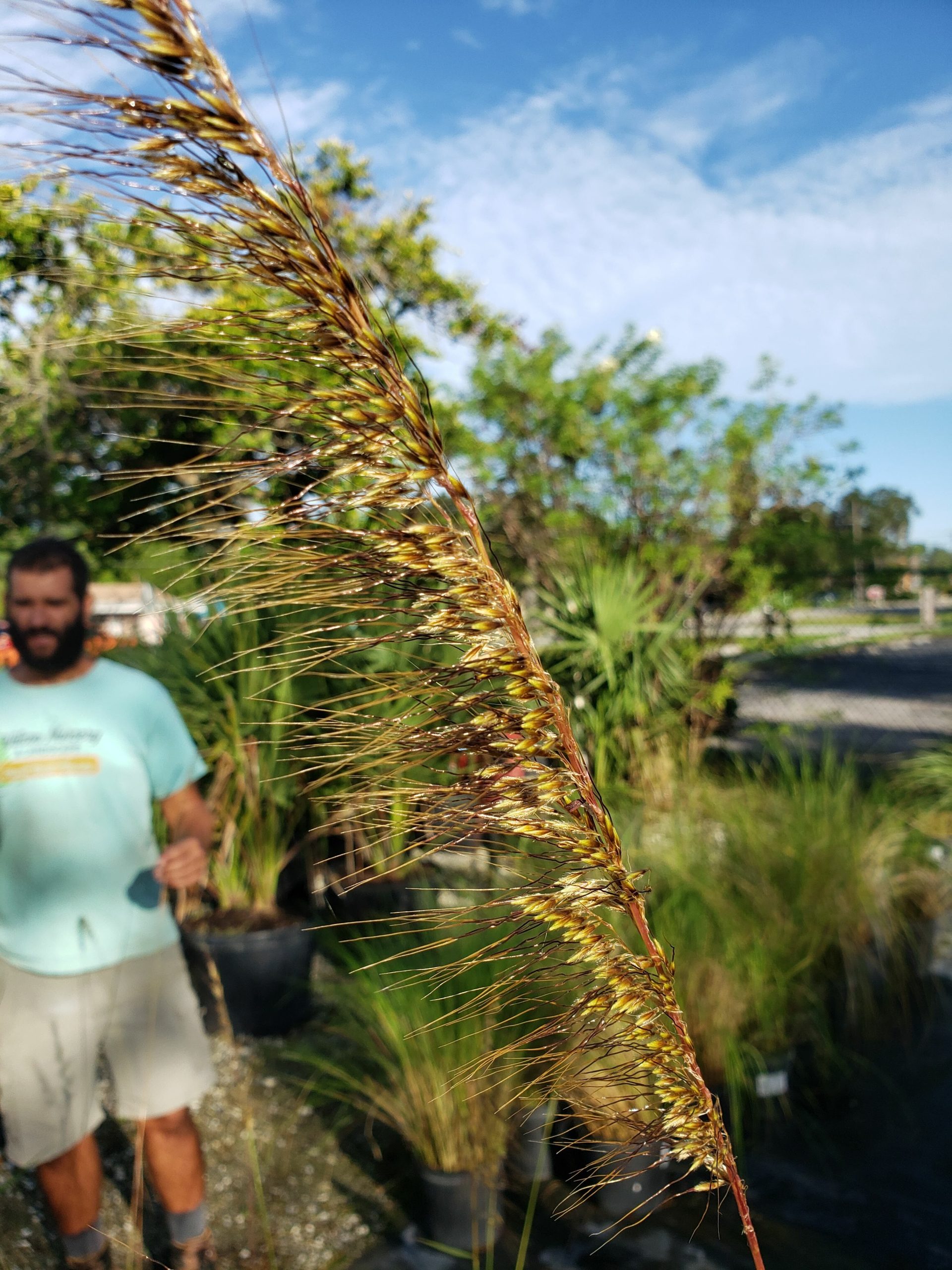 Lopsided Sorghastrum (Lopsided Indian Grass)