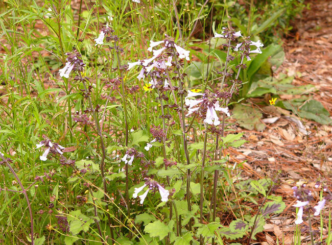 Lyreleaf Sage