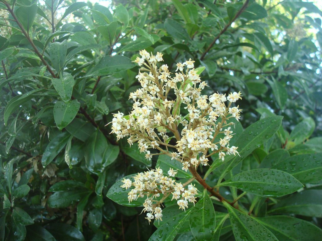 Marlberry