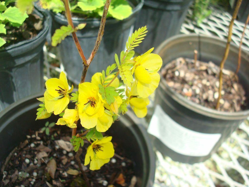 Partridge Pea