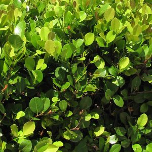 Red-Tipped Cocoplum (Red-tip Redtipped)