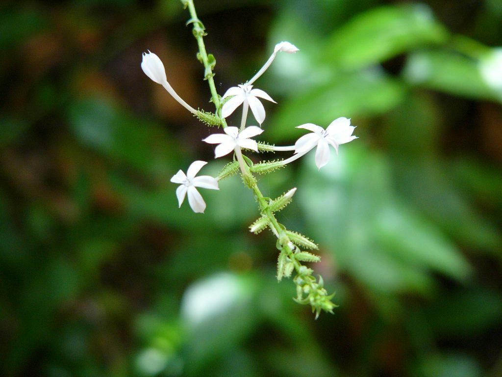 Wild Plumbago