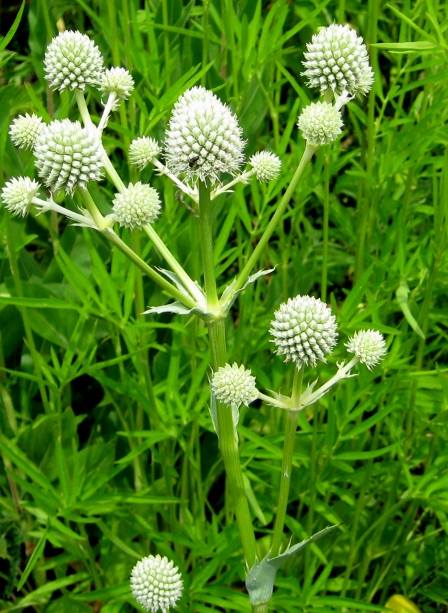 Button Rattlesnake Master