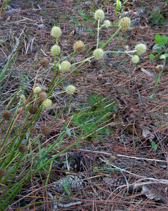 Button Rattlesnake Master