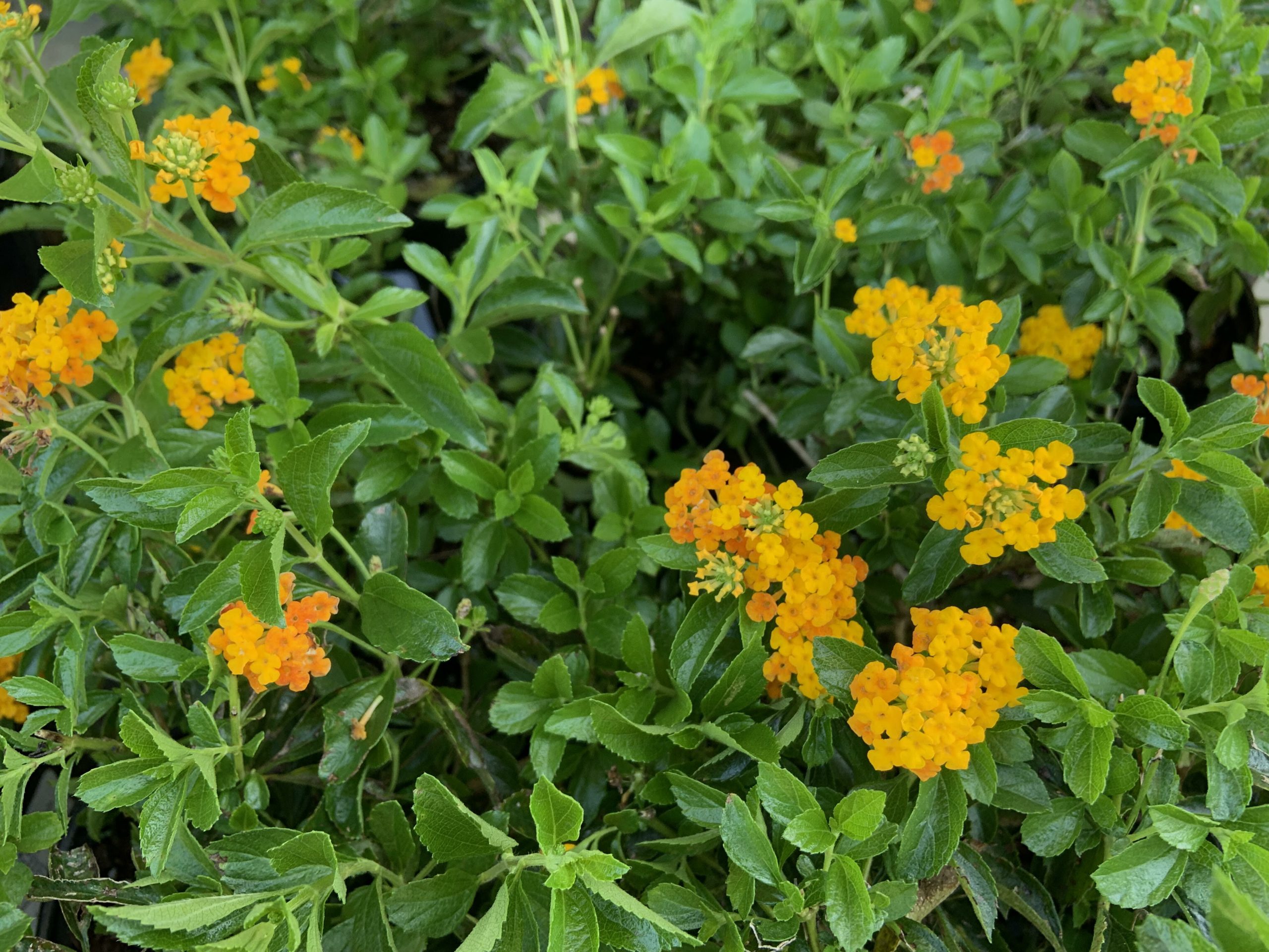 Pineland Lantana Var. depressa