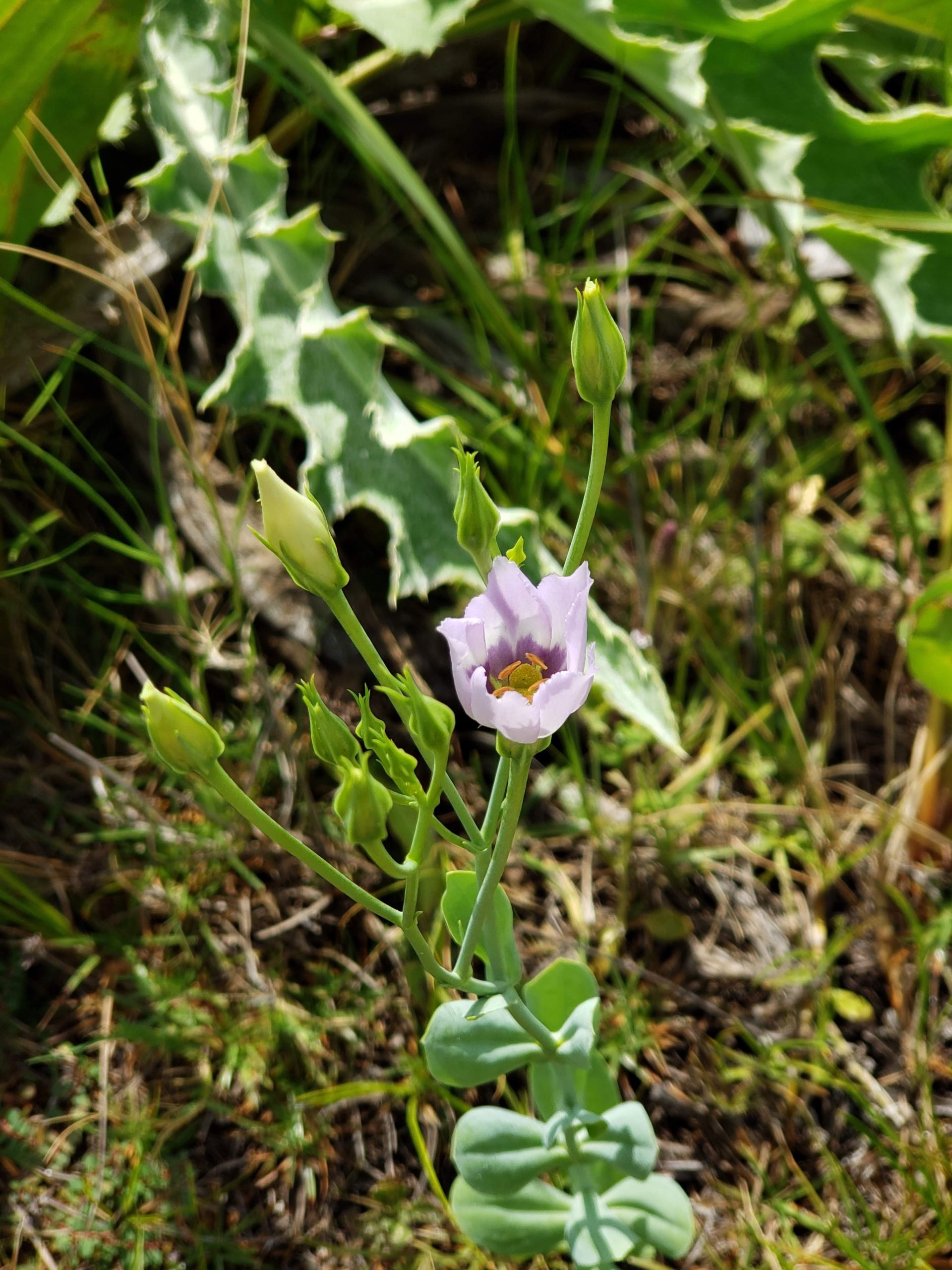 Seaside Gentian