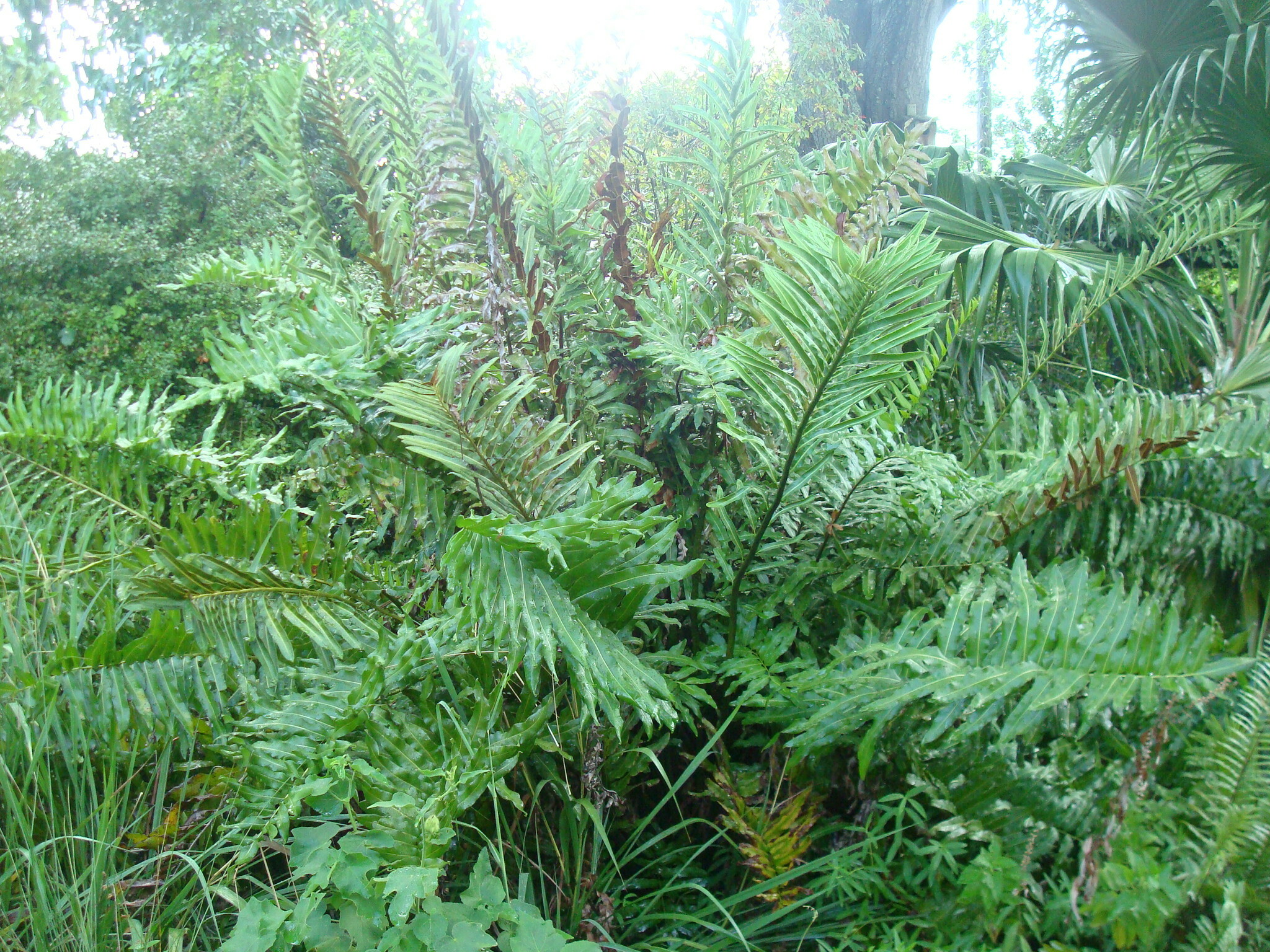 Giant Leather Fern