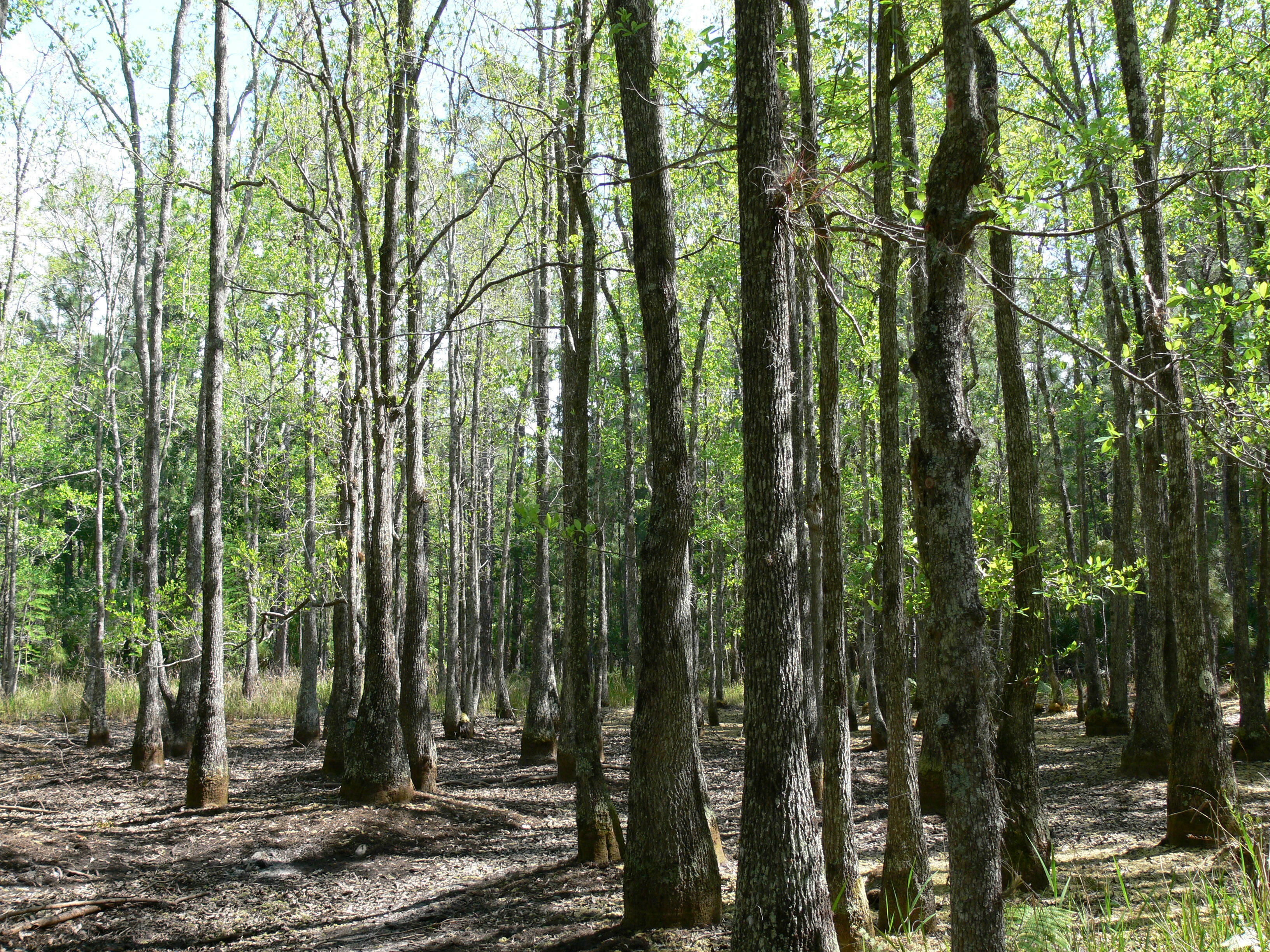 Black Tupelo (Black Gum Blackgum)
