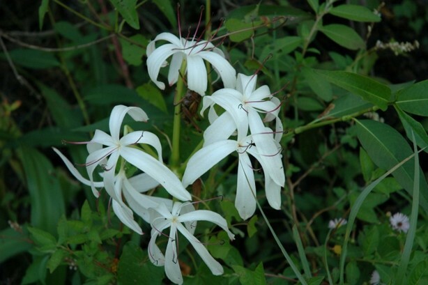 Swamp Lily