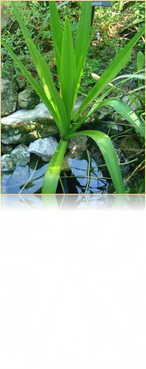 Swamp Lily