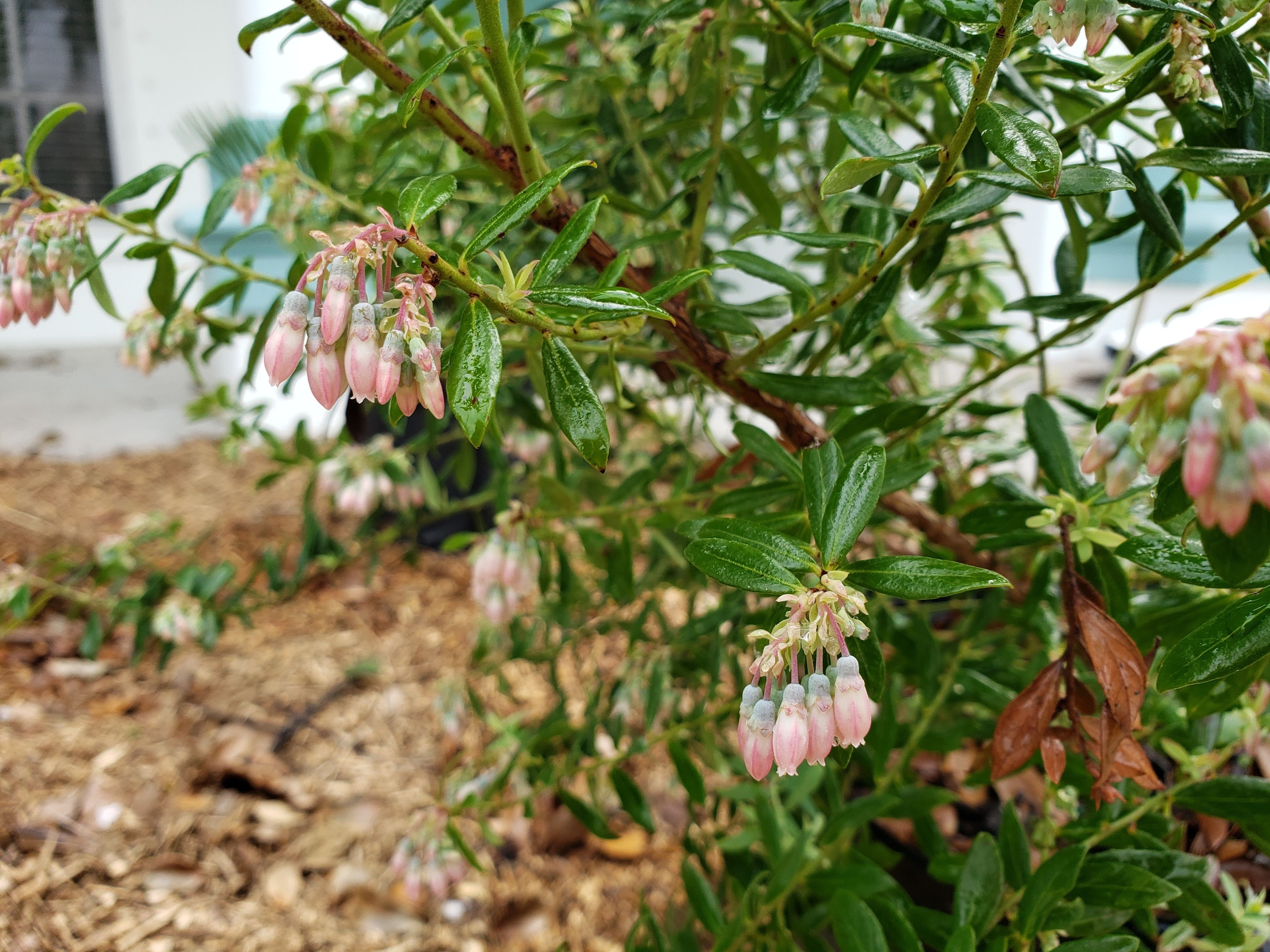 Scrub Blueberry