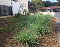 Elliott's Lovegrass