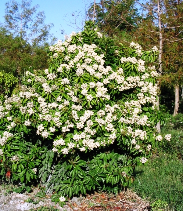 Marlberry