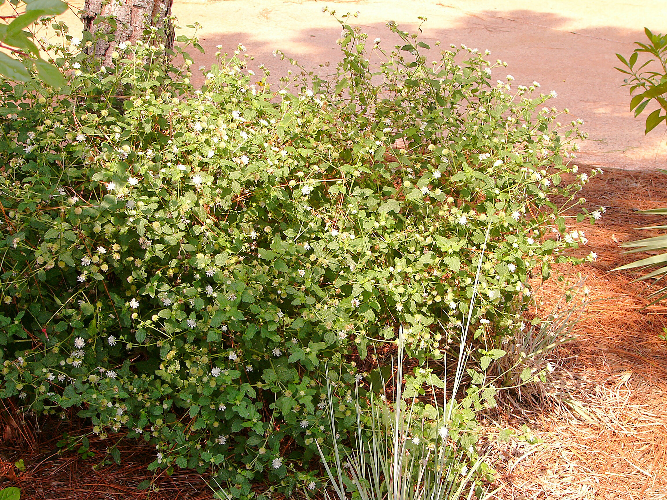 Everglades Squarestem (Dwarf Salt & Pepper)