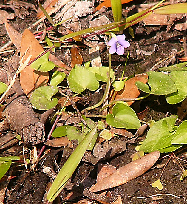 Florida Violet Florida Common Violet