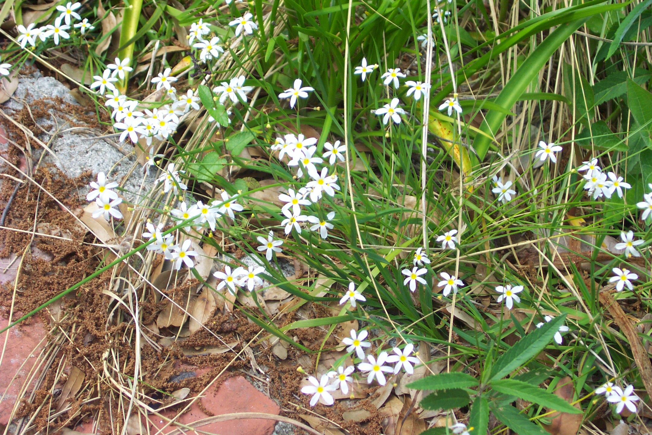 Blue Eyed Grass (Blue-eyed)