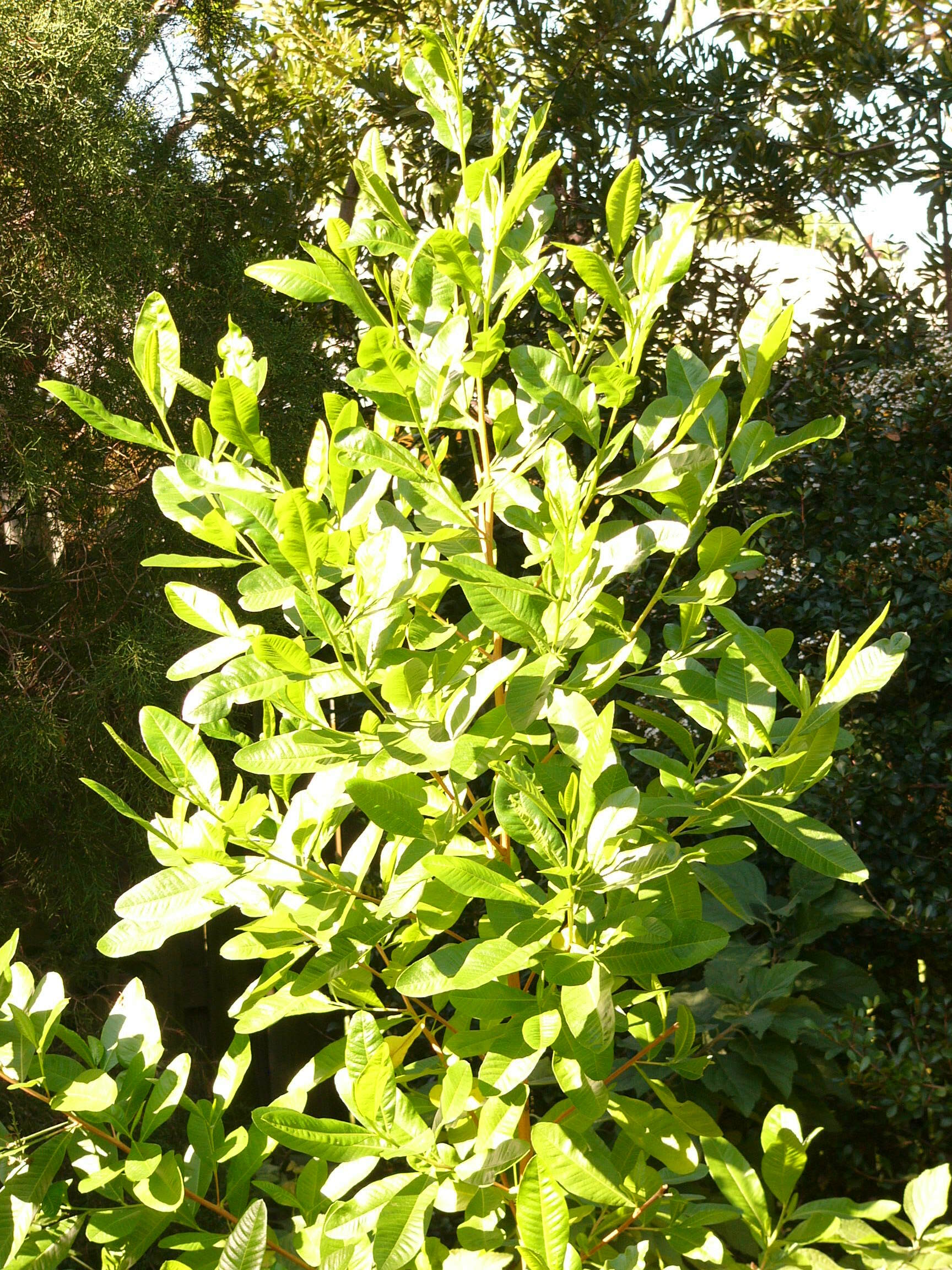 Varnishleaf