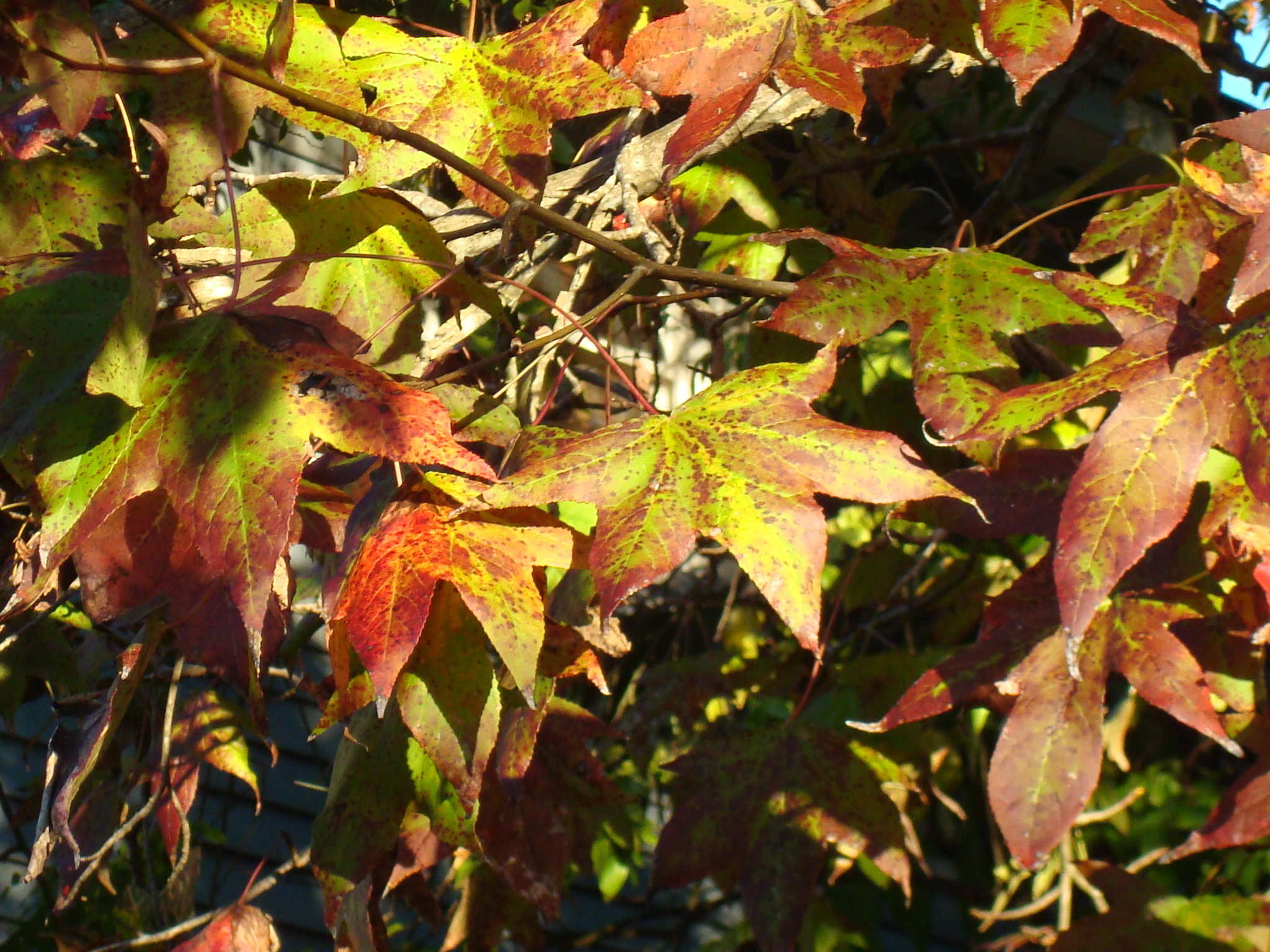 Sweetgum