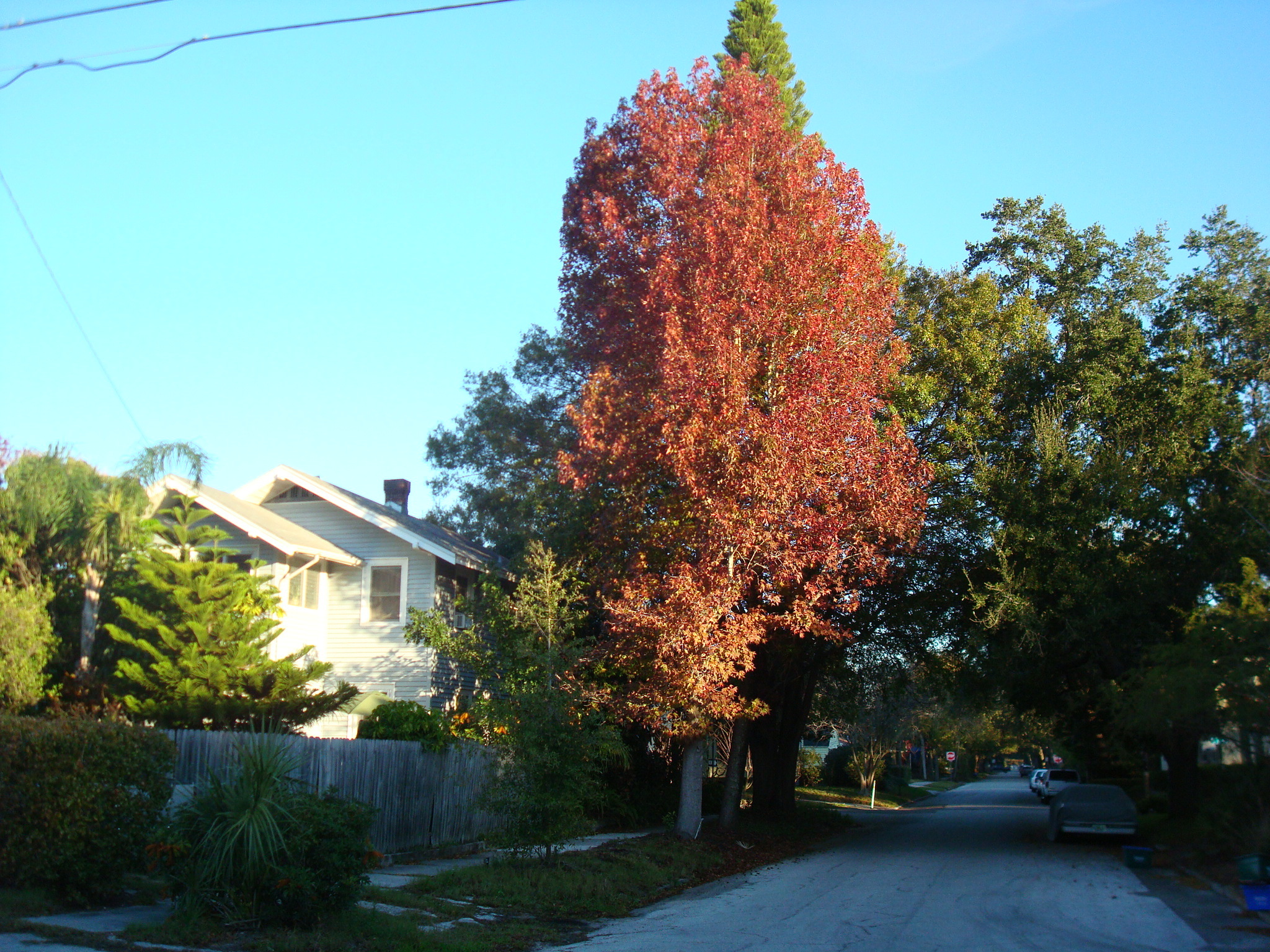 Sweetgum