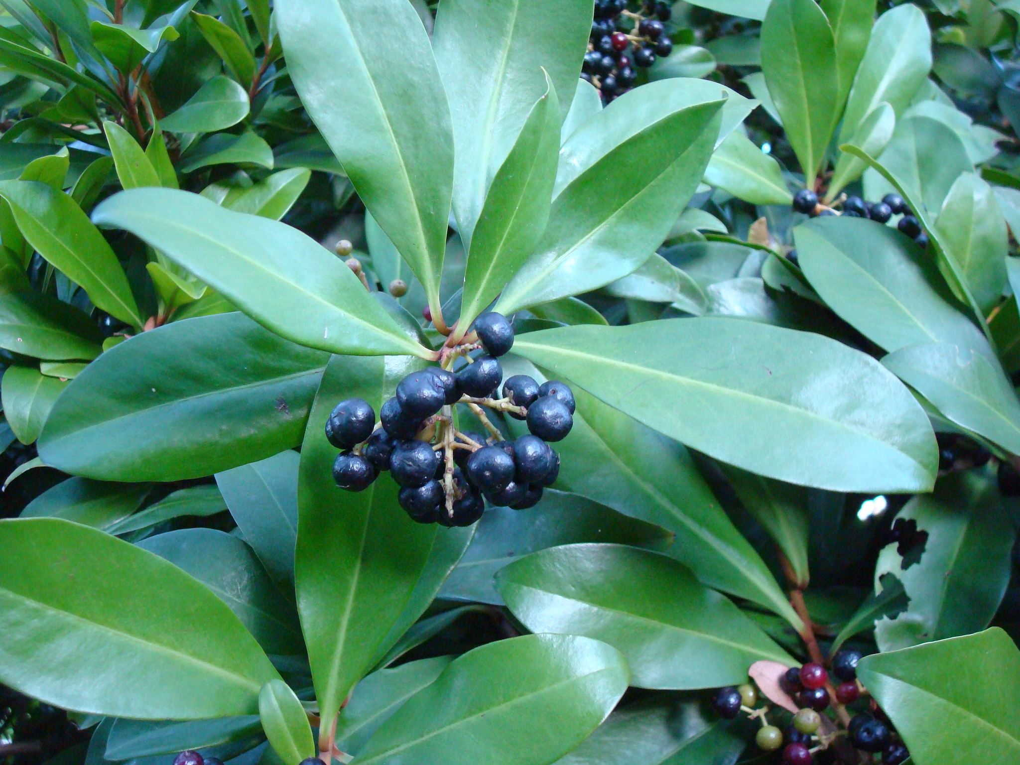 Marlberry